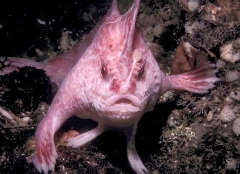 weird fish facts.